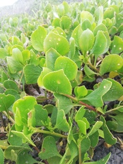 Scaevola crassifolia