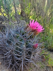 Eriosyce nigrihorrida