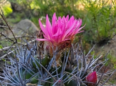 Eriosyce nigrihorrida