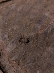 Polyphylla decemlineata