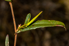 Hibbertia cunninghamii
