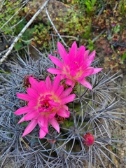 Eriosyce nigrihorrida