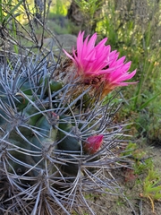 Eriosyce nigrihorrida