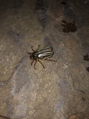 Polyphylla decemlineata