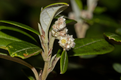 Spyridium globulosum