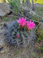 Eriosyce nigrihorrida