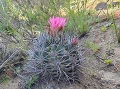 Eriosyce nigrihorrida