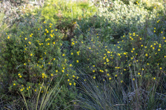 Hibbertia furfuracea