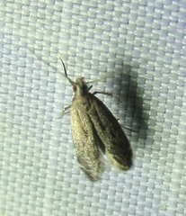 Battaristis nigratomella