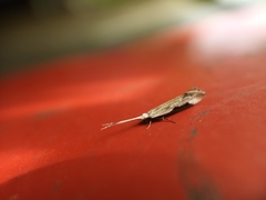 Sagephora phortegella