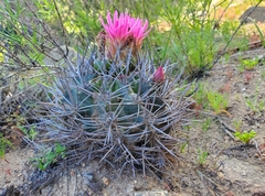 Eriosyce nigrihorrida