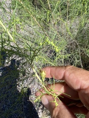 Craspedolepta lapsus