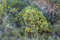 Hibbertia furfuracea