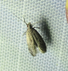 Battaristis nigratomella