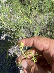 Craspedolepta lapsus