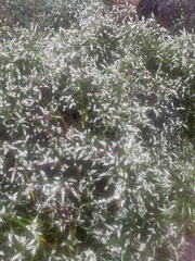 Thryptomene micrantha