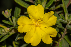Hibbertia furfuracea