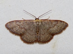 Leptostales pannaria