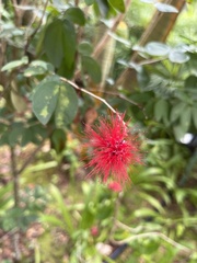 Calliandra tergemina emarginata