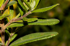 Hibbertia furfuracea