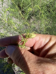 Craspedolepta lapsus