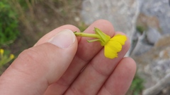 Oenothera oakesiana