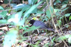 Turdus