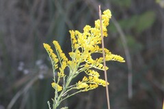 Solidago altissima