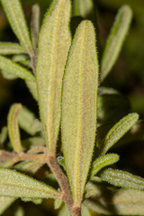 Hibbertia furfuracea