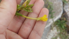 Oenothera oakesiana