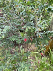 Calliandra tergemina emarginata