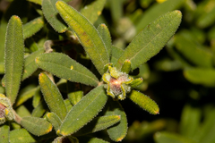 Hibbertia furfuracea
