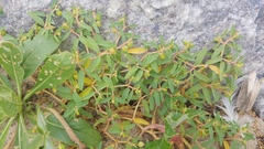 Euphorbia polygonifolia