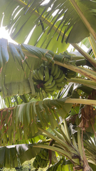 Musa × paradisiaca
