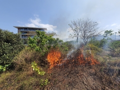 Helichrysum kraussii