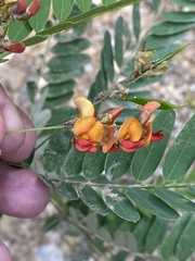 Sesbania vesicaria