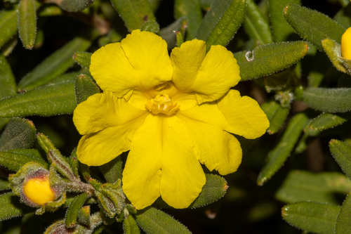 Hibbertia furfuracea (DC.) Benth.