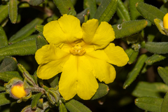 Hibbertia furfuracea
