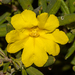 Hibbertia furfuracea - Photo (c) Tim Hammer, some rights reserved (CC BY), uploaded by Tim Hammer