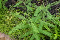 Sesbania cannabina