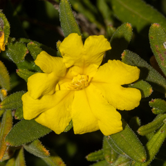 Hibbertia furfuracea