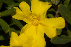 Hibbertia furfuracea