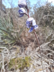 Thelymitra campanulata