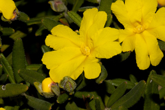Hibbertia furfuracea
