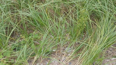 Ammophila breviligulata