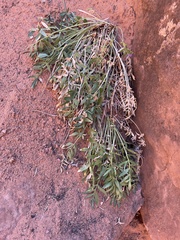 Lomatium latilobum
