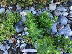 Artemisia suksdorfii