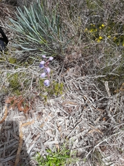 Thelymitra campanulata