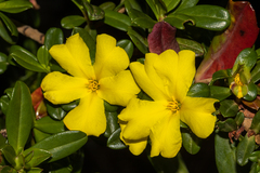 Hibbertia cuneiformis