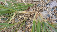 Ammophila breviligulata